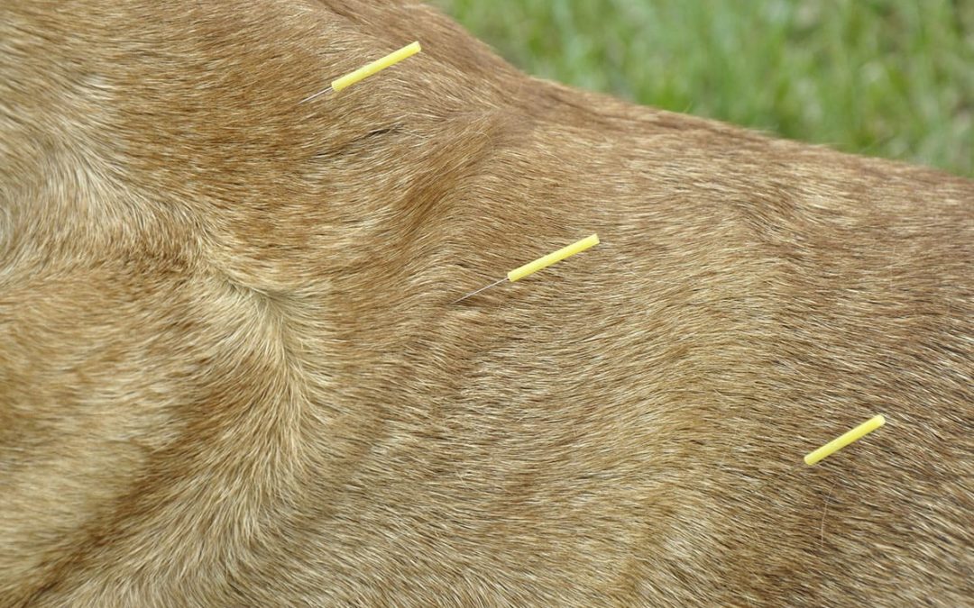 We Now Offer Veterinary Acupuncture at Vergennes Animal Hospital